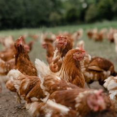 Hühner auf dem Feld