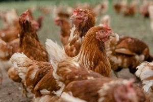 Hühner auf dem Feld