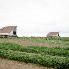 Mobile Hühnerställe auf einer Wiese