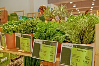 Frische regionale Kräuter auf einem Holzregal