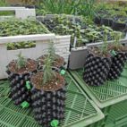 Jungpflanzen-Anzucht auf dem Bio-Betrieb Auenhof in Ostrau