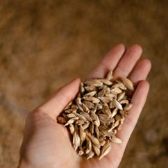 Hand hält Getreidekörner