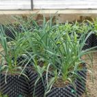 Junge Lauchpflanzen stehen auf Stroh