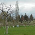 Blick auf die Anlage mit Öko-Apfelbäumen in Blüte
