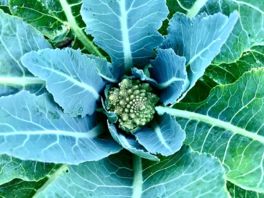 Brokkolipflanze in Nahaufnahme