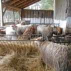 Bio-Schafe fressen Heu im Unterstand auf dem Wiesenhof