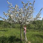 Frau betrachtet einen Apfelbaum auf Streuobstwiese