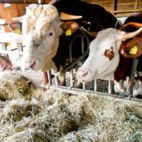 Kühe im Stall fressen Heu