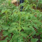 Bio-Tomatenpflanzen werden an Drähten hochgeführt