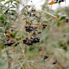 Aroniabeeren am Strauch