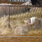 Lämmer und Mutterschafe liegen auf Stroh im Unterstand